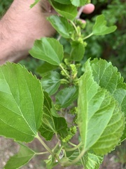 Morus rubra