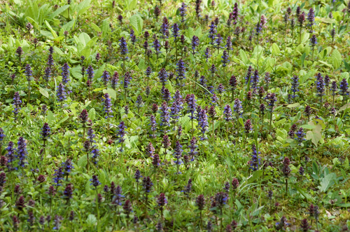 Ajuga reptans