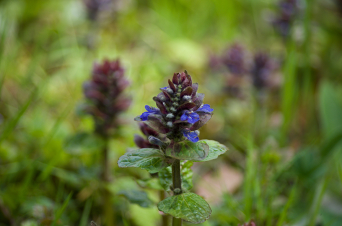 Ajuga reptans