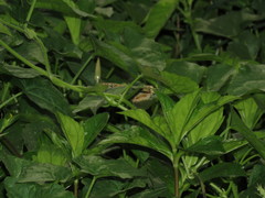 Junonia orithya wallacei