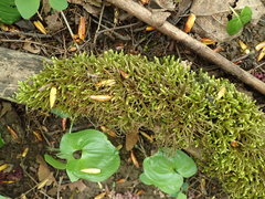 Brachythecium frigidum