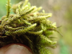 Brachythecium frigidum