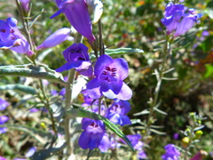 Penstemon heterophyllus australis