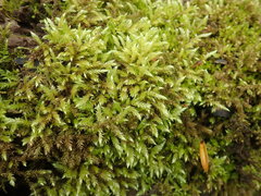 Brachythecium frigidum