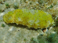 Holothuria floridana
