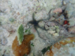 Ophiocoma echinata