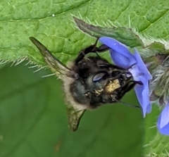 Osmia lignaria