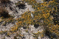 Aspalathus brevicarpa