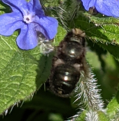 Osmia lignaria