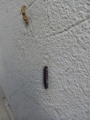 Dione vanillae maculosa