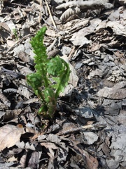 Matteuccia struthiopteris