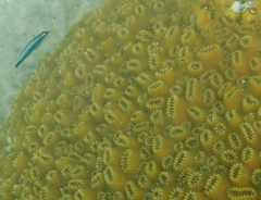 Dichocoenia stokesii