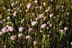 Sorocephalus lanatus