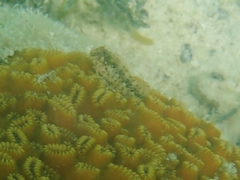 Parablennius marmoreus