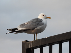 Larus canus
