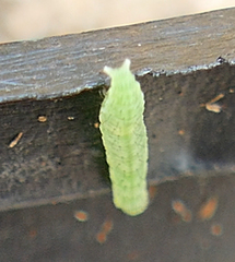 Hypsoropha hormos