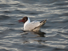 Chroicocephalus ridibundus