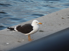Larus fuscus