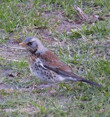 Turdus pilaris