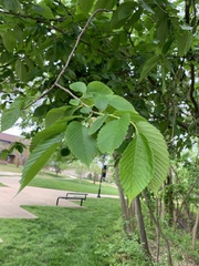 Ulmus americana