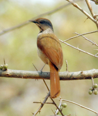 Cichladusa arquata