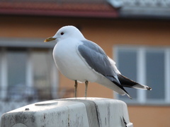 Larus canus