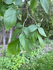 Ulmus americana