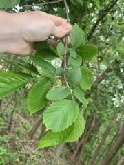 Ulmus americana