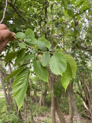 Ulmus americana