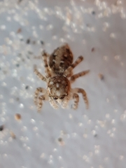 Attulus distinguendus