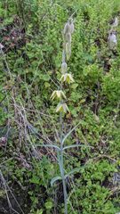 Fritillaria viridea