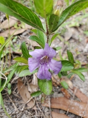 Ruellieae
