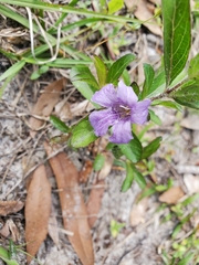 Ruellieae
