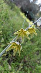 Fritillaria viridea