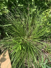Carex microrhyncha