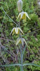 Fritillaria viridea