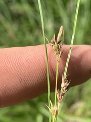 Carex microrhyncha