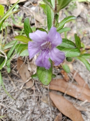 Ruellieae