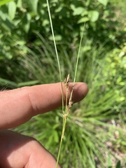 Carex microrhyncha