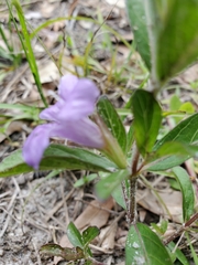 Ruellieae