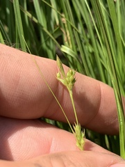 Carex microrhyncha