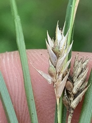 Carex microrhyncha