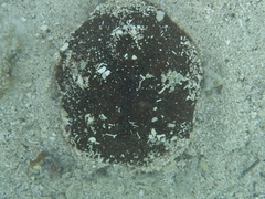 Clypeaster rosaceus