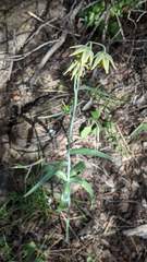 Fritillaria viridea