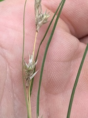 Carex microrhyncha