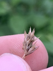 Carex microrhyncha