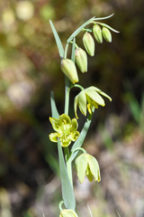 Fritillaria viridea
