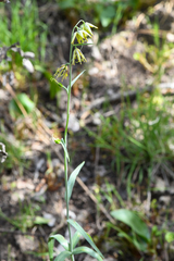Fritillaria viridea
