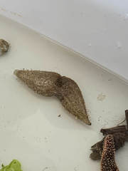 Sclerodactyla briareus