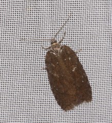 Acleris chalybeana